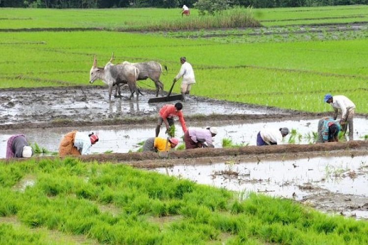 खरीफ की करीब 91% बुवाई पूरी: धान का क्षेत्र 12 फीसदी बढ़ा, लेकिन तिलहन के रकबे में 3.74 फीसदी की गिरावट