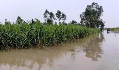 बाढ़ के बावजूद इस्मा ने 349 लाख टन चीनी उत्पादन का अनुमान बरकरार रखा