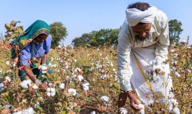कपास की फसल पर मौसम व कीटों की मार, किसानों को खरीद मानकों में राहत की मांग