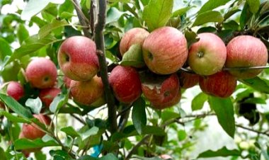 धराली के किसानों से उम्दा क्वालिटी का सेब भी खरीदेगी उत्तराखंड सरकार