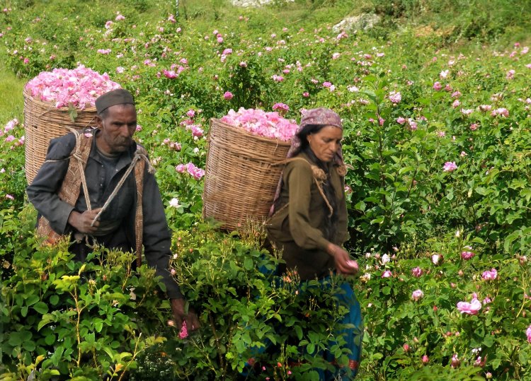 उत्तराखंड में सुगंधित पौधों की खेती के लिए आएगी 'महक क्रांति नीति'