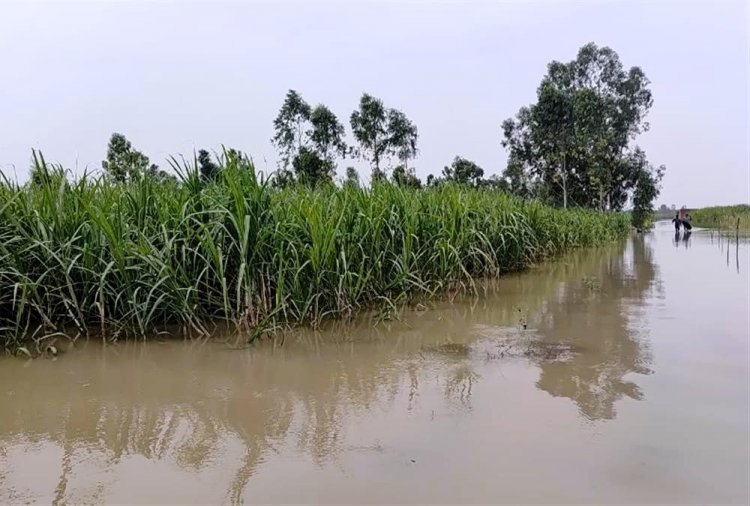 बाढ़ के बावजूद इस्मा ने 349 लाख टन चीनी उत्पादन का अनुमान बरकरार रखा