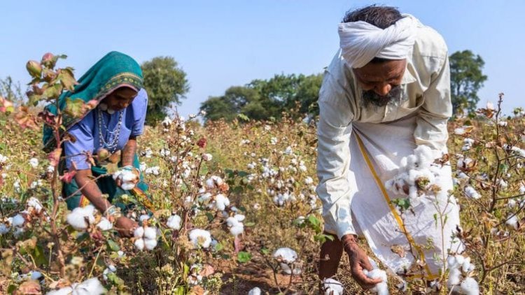 कपास की फसल पर मौसम व कीटों की मार, किसानों को खरीद मानकों में राहत की मांग
