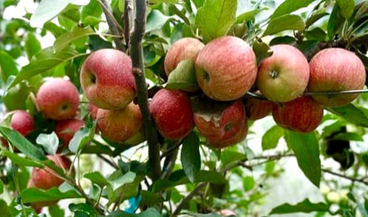 धराली के किसानों से उम्दा क्वालिटी का सेब भी खरीदेगी उत्तराखंड सरकार