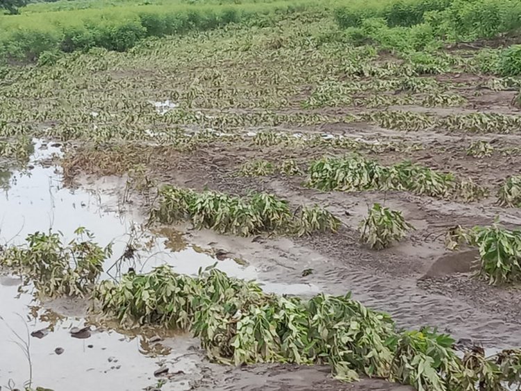 महाराष्ट्र में भारी बारिश से प्याज और अन्य फसलें बर्बाद, किसानों को भारी नुकसान