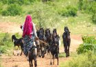 भेड़-बकरियों में फैल रही फुट रॉट बीमारी, लुवास ने जारी की एडवाइजरी