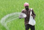 यूरिया की बढ़ सकती है किल्लत, इस साल खपत 400 लाख टन पार पहुंचने की संभावना