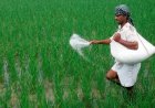 कैबिनेट ने रबी 2025-26 के लिए 37,952 करोड़ रुपये की उर्वरक सब्सिडी को मंजूरी दी