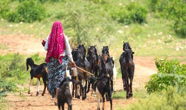 भेड़-बकरियों में फैल रही फुट रॉट बीमारी, लुवास ने जारी की एडवाइजरी