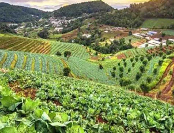 सिविल सोसायटी की अंतरराष्ट्रीय पौध संधि को खारिज करने की अपील, कहा- इससे भारत की जैव-संपदा को खतरा