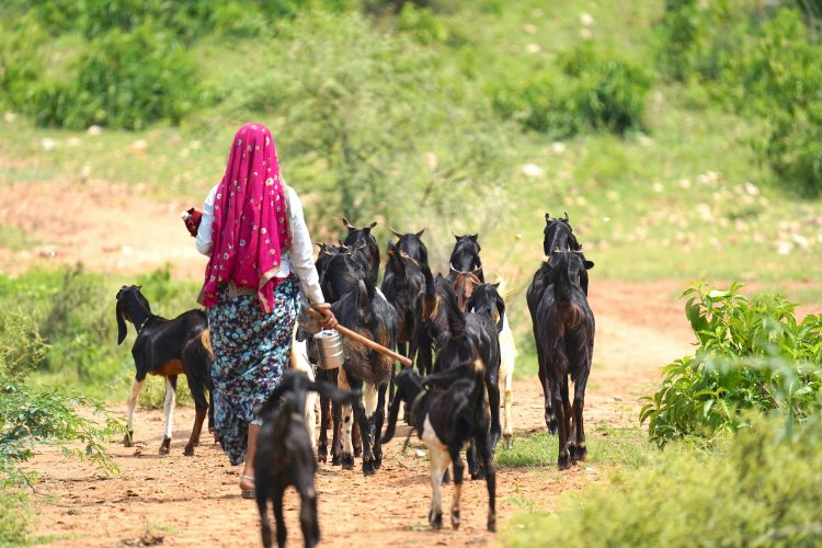 भेड़-बकरियों में फैल रही फुट रॉट बीमारी, लुवास ने जारी की एडवाइजरी