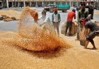 गेहूं-धान की खरीद से पल्ला झाड़ रही मध्य प्रदेश सरकार! केंद्र को लिखा पत्र