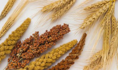 सोयाबीन के बाद चीन ने अमेरिका से गेहूं और ज्वार खरीदने का किया समझौता