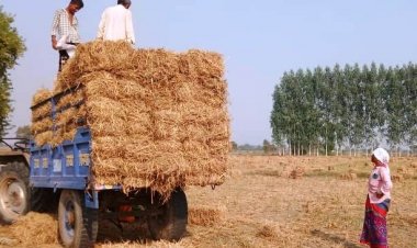 पराली बनी हरियाणा की नई इंडस्ट्री, देश के लिए मिसाल: श्याम सिंह राणा