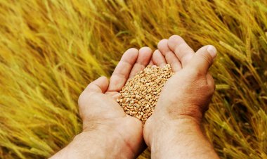 किसान सभा ने ड्राफ्ट सीड बिल 2025 और ITPGRFA प्रस्ताव को किया खारिज, 10 दिसंबर को राष्ट्रव्यापी विरोध का आह्वान