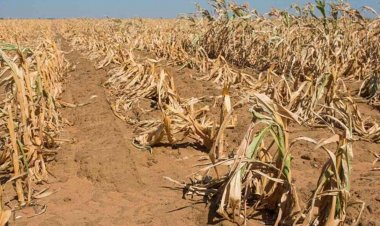 WMO ने मई-जुलाई तक अल नीनो की वापसी के संकेत दिए, बारिश के पैटर्न में बदलाव और व्यापक गर्मी की चेतावनी