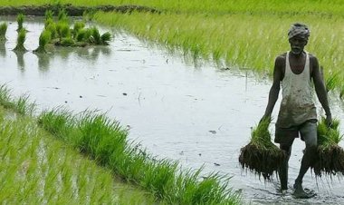 प्लांट वैरायटी एक्ट के संशोधन में कृषक अधिकारों की सुरक्षा जरूरी