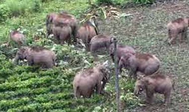 जंगली जानवरों द्वारा नुकसान फसल बीमा योजना में शामिल, अगले साल खरीफ सीजन से होगा लागू