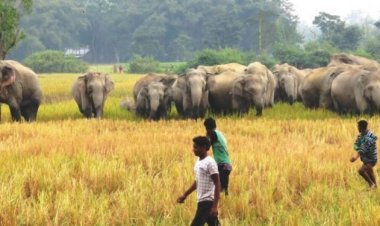 जंगली जानवरों द्वारा नुकसान फसल बीमा योजना में शामिल, अगले साल खरीफ सीजन से होगा लागू