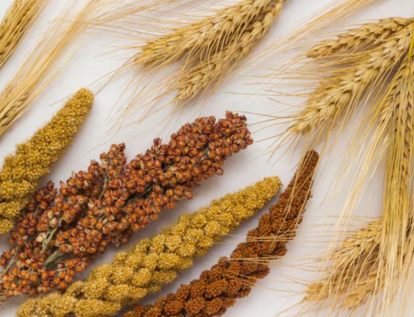 सोयाबीन के बाद चीन ने अमेरिका से गेहूं और ज्वार खरीदने का किया समझौता