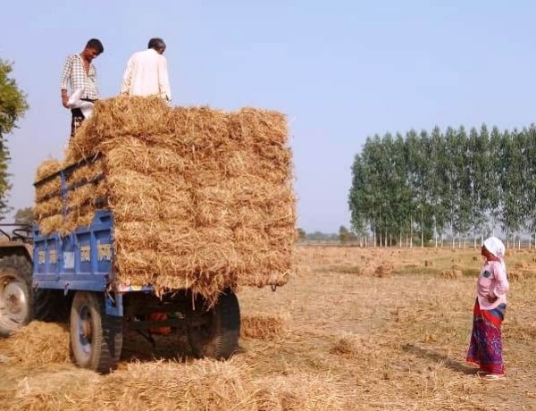 पराली बनी हरियाणा की नई इंडस्ट्री, देश के लिए मिसाल: श्याम सिंह राणा