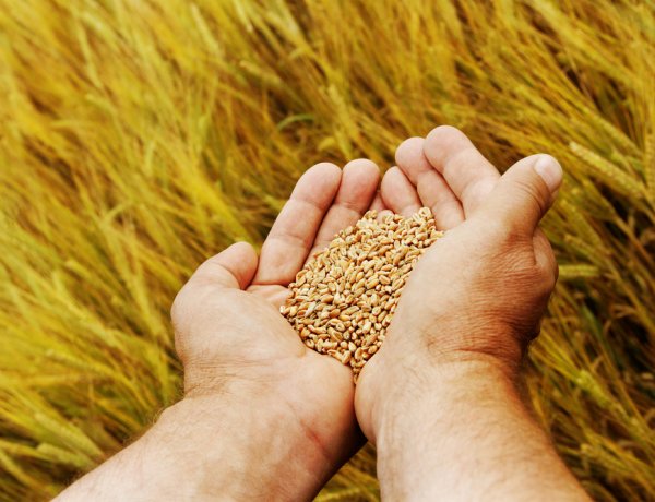 किसान सभा ने ड्राफ्ट सीड बिल 2025 और ITPGRFA प्रस्ताव को किया खारिज, 10 दिसंबर को राष्ट्रव्यापी विरोध का आह्वान