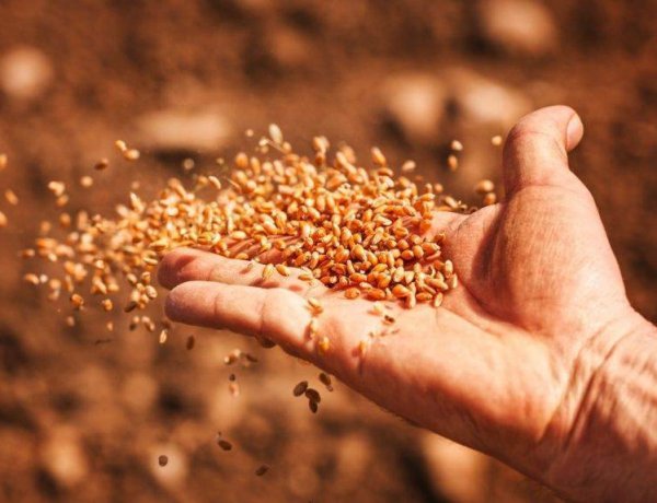 बीज विधेयक 2025 का ड्राफ्ट जारी, 30 लाख के जुर्माने और 3 साल तक सजा का प्रावधान