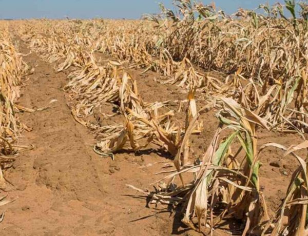 WMO ने मई-जुलाई तक अल नीनो की वापसी के संकेत दिए, बारिश के पैटर्न में बदलाव और व्यापक गर्मी की चेतावनी