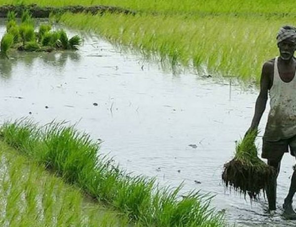 प्लांट वैरायटी एक्ट के संशोधन में कृषक अधिकारों की सुरक्षा जरूरी