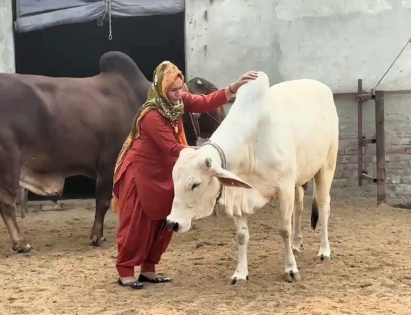 राष्ट्रीय गोपाल रत्न पुरस्कार-2025 की घोषणा, विजेताओं को 26 नवंबर को मिलेगा सम्मान