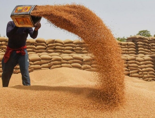 मध्य प्रदेश में गेहूं पर केवल 15 रुपये बोनस मिलेगा, 2600 रुपये प्रति क्विंटल पर होगी खरीद
