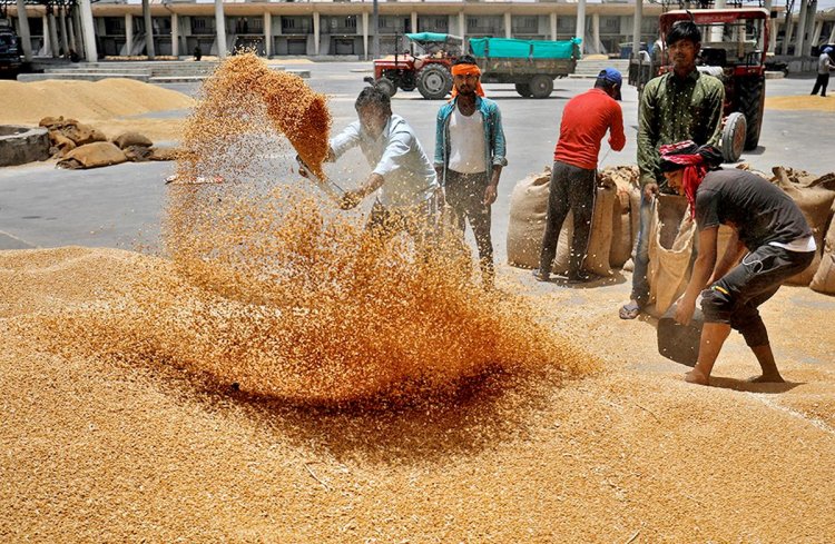 गेहूं-धान की खरीद से पल्ला झाड़ रही मध्य प्रदेश सरकार! केंद्र को लिखा पत्र