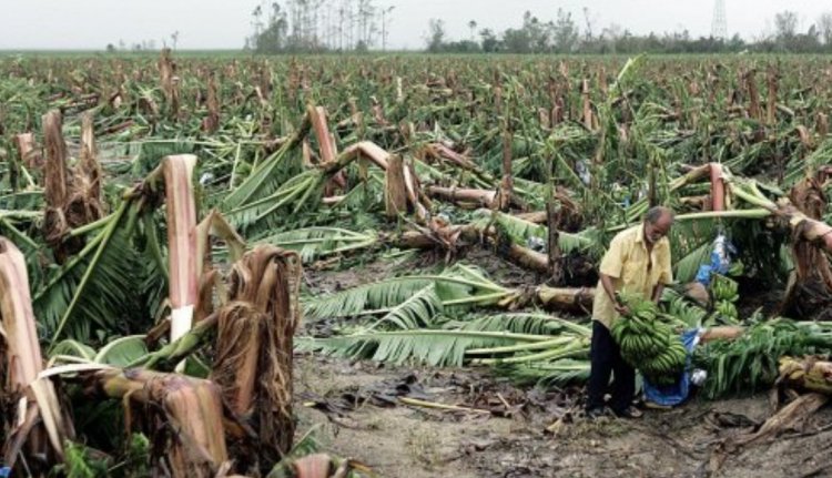 वैश्विक कृषि को आपदाओं से तीन दशक में 3.26 ट्रिलियन डॉलर का नुकसान; FAO ने डिजिटल तकनीक को बताया प्रमुख समाधान