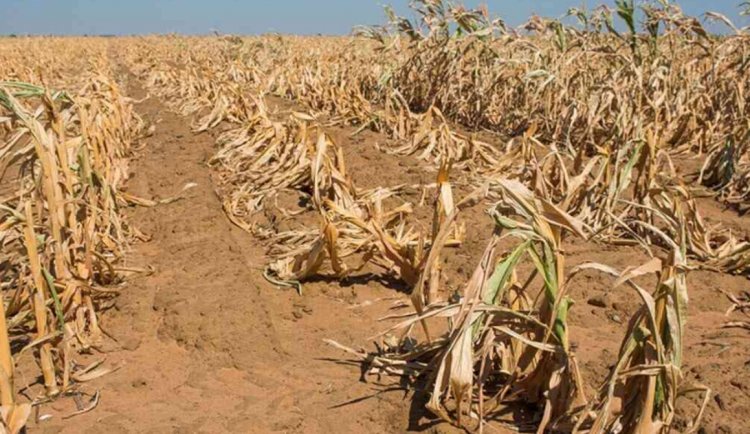 WMO ने मई-जुलाई तक अल नीनो की वापसी के संकेत दिए, बारिश के पैटर्न में बदलाव और व्यापक गर्मी की चेतावनी