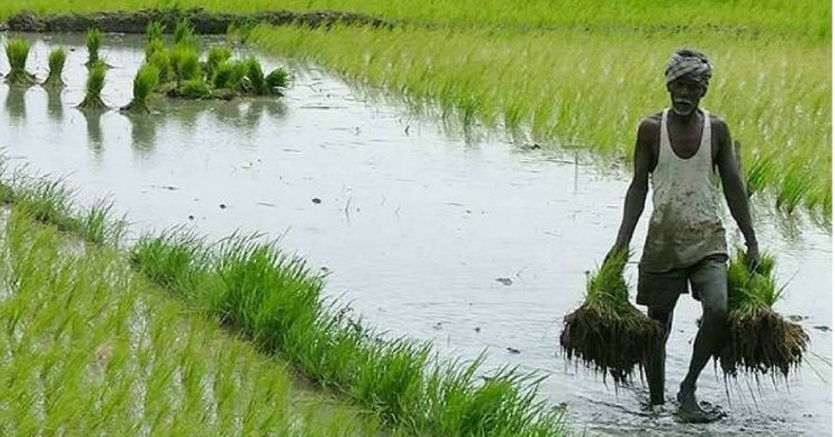 प्लांट वैरायटी एक्ट के संशोधन में कृषक अधिकारों की सुरक्षा जरूरी