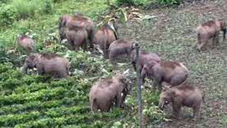 जंगली जानवरों द्वारा नुकसान फसल बीमा योजना में शामिल, अगले साल खरीफ सीजन से होगा लागू