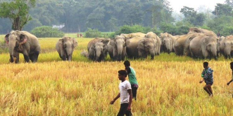 जंगली जानवरों द्वारा नुकसान फसल बीमा योजना में शामिल, अगले साल खरीफ सीजन से होगा लागू