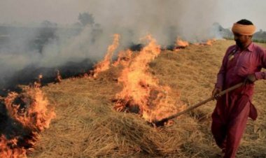 पंजाब-हरियाणा में आधे हुए पराली जलाने के मामले, यूपी-एमपी में बढ़े