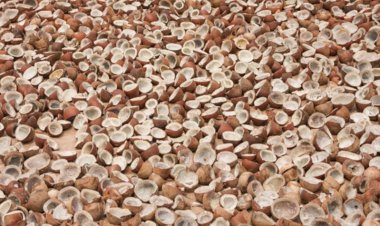 कैबिनेट ने 2026 सीजन के लिए खोपरा के MSP को मंजूरी दी, पिछले साल से 445 रुपये प्रति क्विंटल तक ज्यादा