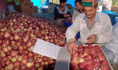 न्यूज़ीलैंड के साथ मुक्त व्यापार समझौते से सेब उत्पादक चिंतित, केंद्र ने हितों की रक्षा का भरोसा दिलाया