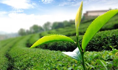 कौन-से उत्पाद कहलाएंगे ‘चाय’, FSSAI ने जारी किया स्पष्टीकरण