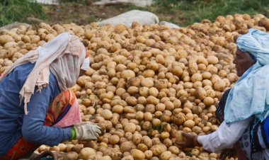 कृषि मंडियों में 5 रुपये से नीचे गिरे आलू के दाम, लागत भी नहीं निकाल पा रहे किसान