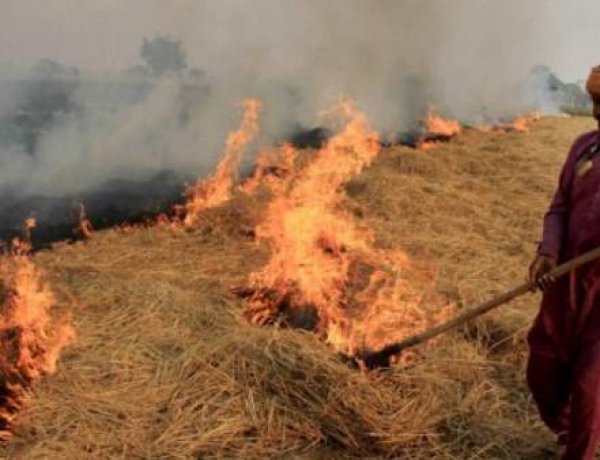 पंजाब-हरियाणा में आधे हुए पराली जलाने के मामले, यूपी-एमपी में बढ़े