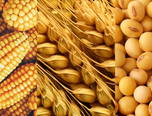 वैश्विक अनाज उत्पादन 2025-26 में रिकॉर्ड स्तर पर पहुंचेगा, खपत बढ़ने के बावजूद भंडार में सुधार की उम्मीदः आईजीसी