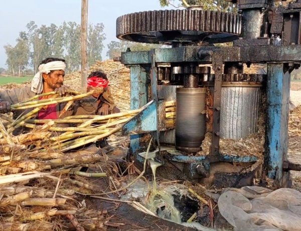 उत्तर प्रदेश में गन्ने का दाम  425 रुपये तक पहुंचा, चीनी मिलों के सामने केन प्राइस वार की स्थिति