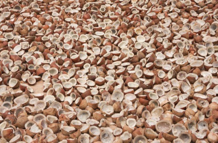 कैबिनेट ने 2026 सीजन के लिए कोपरा के MSP को मंजूरी दी, पिछले साल से 445 रुपये प्रति क्विंटल तक ज्यादा