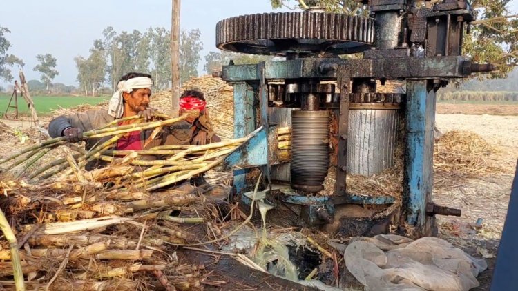 उत्तर प्रदेश में गन्ने का दाम  425 रुपये तक पहुंचा, चीनी मिलों के सामने केन प्राइस वार की स्थिति