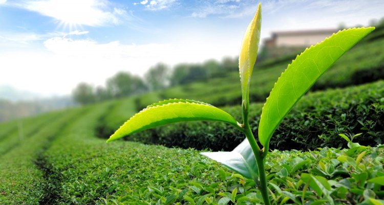 कौन-से उत्पाद कहलाएंगे ‘चाय’, FSSAI ने जारी किया स्पष्टीकरण