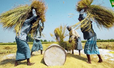 हरियाणा में प्रधानमंत्री धन-धान्य कृषि योजना के लिए राज्य स्तरीय समिति गठित, मुख्य सचिव होंगे अध्यक्ष