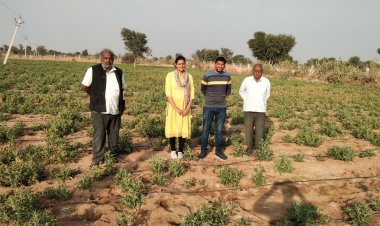 जीआई टैग से बंधी उम्मीदें: क्या ‘नागौरी अश्वगंधा’ बदलेगी किसानों की तकदीर?